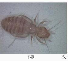 床上有草虫怎么办床上有草虫怎么办？全面解析应对之策