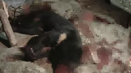 黑熊伤人致3人死亡后续黑熊伤人致3人死亡事件后续报道